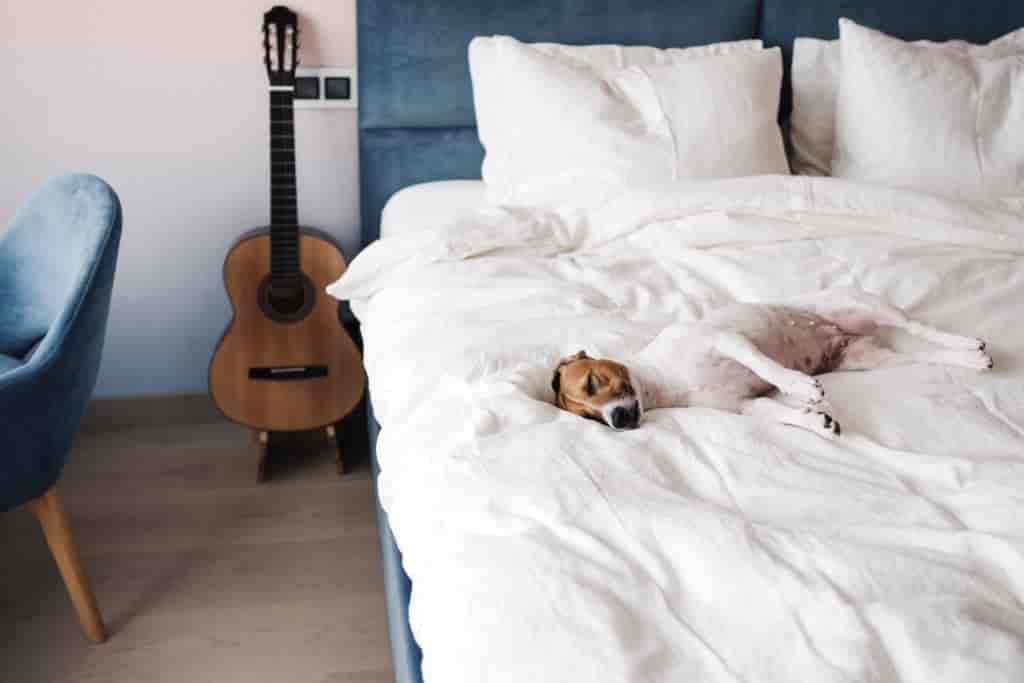 dog Sleeping in your room