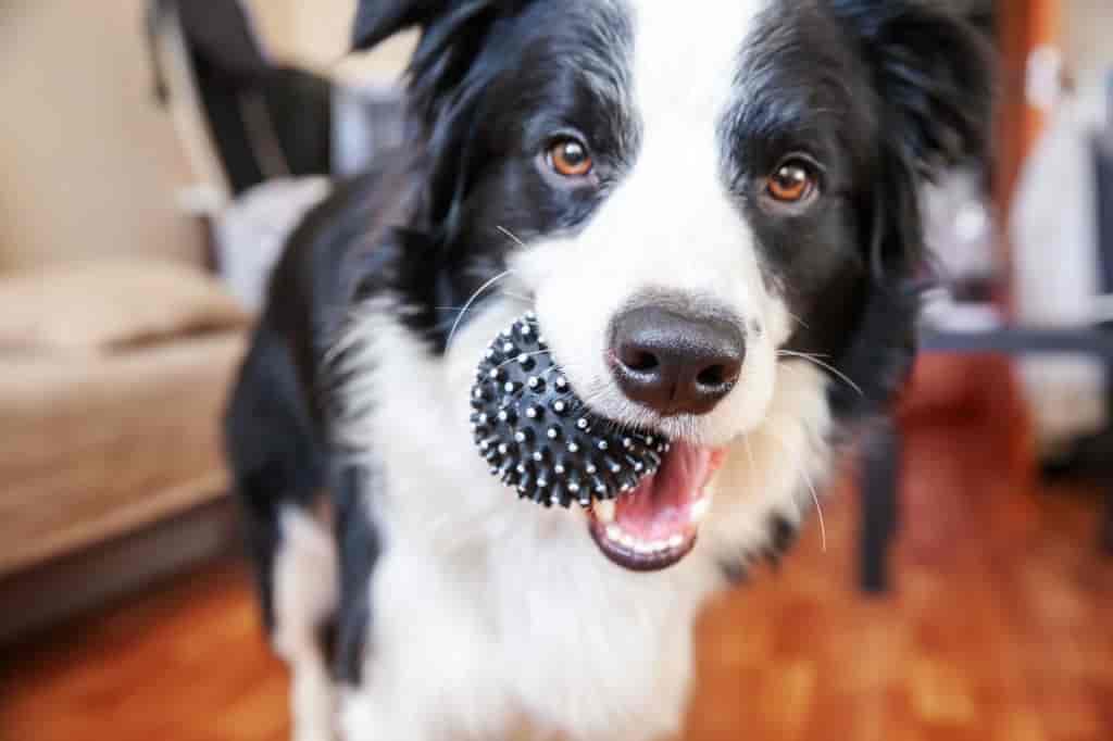 dog Bringing you his favorite toy